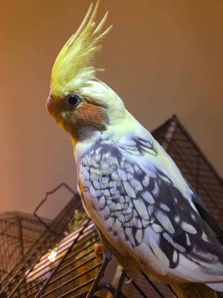 Oahu Bird Sitter - pet boarding facility in Honolulu, HI