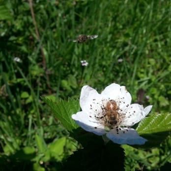 Yalaha Bootlegging - Bees are working hard to pollinate Blackberry flowers. - Distilleries Near Me - Yalaha, Florida