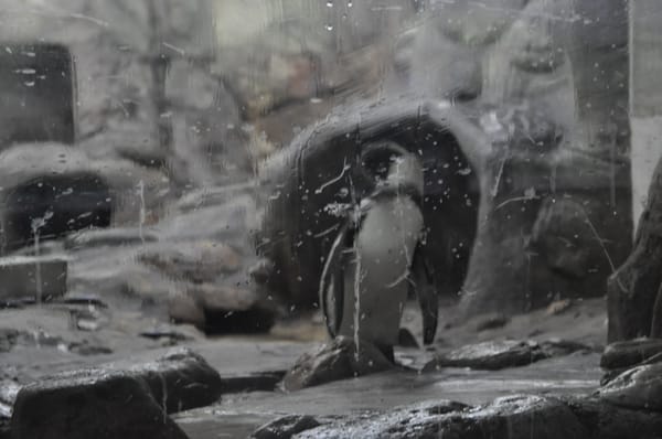 Zoo Negara Malaysia by null