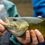 Photo of Shallow Water Fishing Adventures