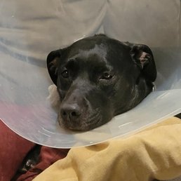 At home resting after her surgery