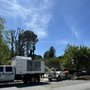 Photo of De Rosas Tree Trimming & More