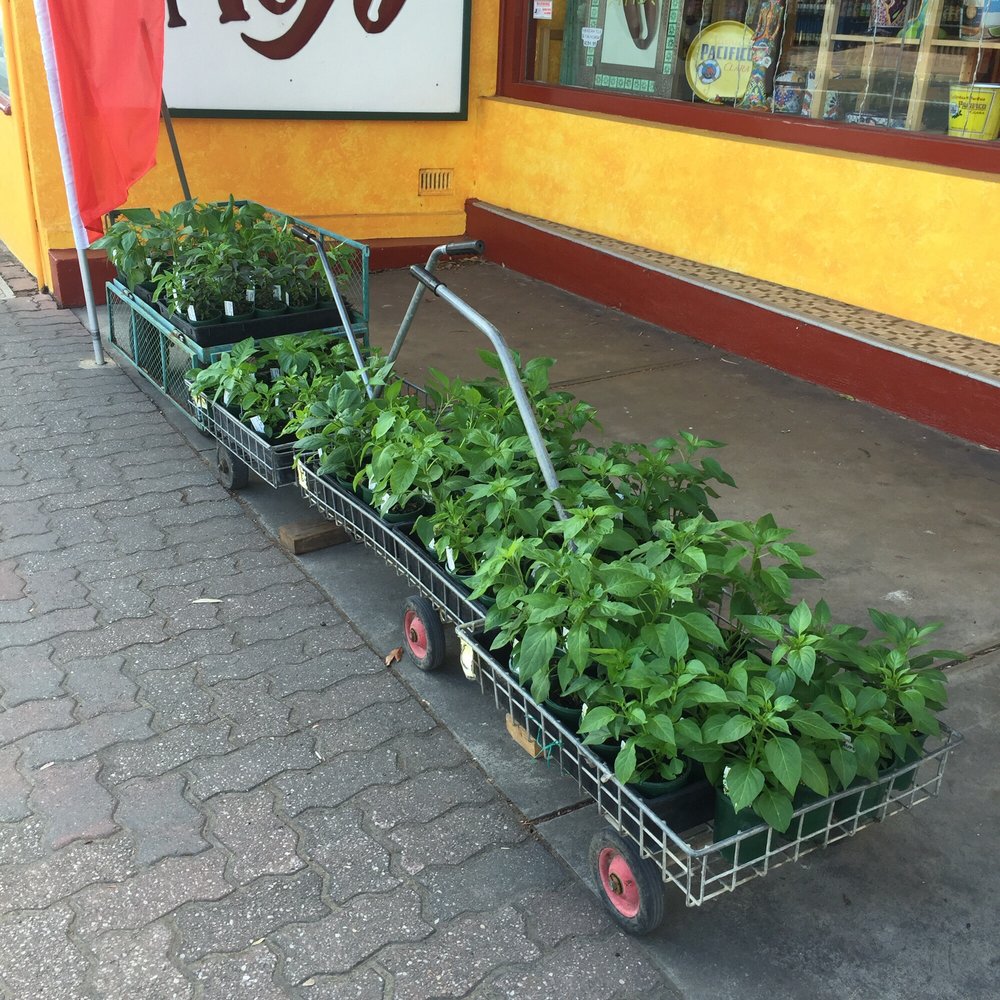 Chile Mojo - Chilli plants - International Grocery Near Me - St Morris, SA Chile Mojo - Chilli plants - International Grocery Near Me - St Morris, SA