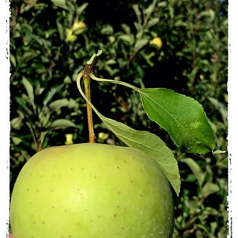 Eastmont Orchards - Pick Your Own Farms Near Me - Colts Neck, New Jersey