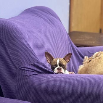 Pixee's Paws Pet Palace - Pet Boarding Near Me - Arlington, Texas Pixee's Paws Pet Palace - Pet Boarding Near Me - Arlington, Texas