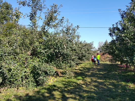 Apple Charlie's Orchards by null