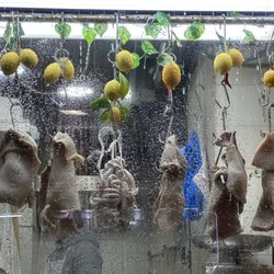 Tripperia Fiorenzano - Outside display