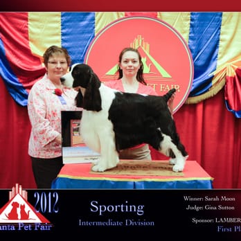 Posh Paws Grooming - Cubby the English Springer Spaniel 1st place - Pet Groomers Near Me - Austin, Texas Posh Paws Grooming - Cubby the English Springer Spaniel 1st place - Pet Groomers Near Me - Austin, Texas