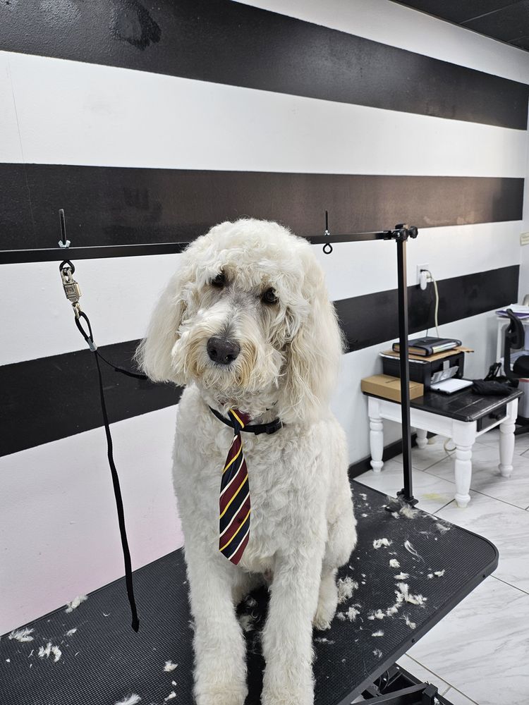 GROOMER HAS IT PET STYLIST Updated October 2024 22 Photos 3023