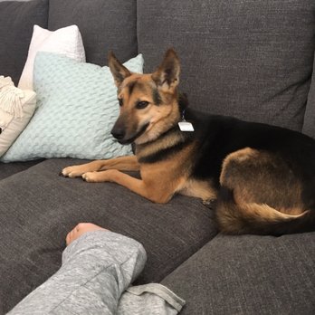 The Barking Lot - Day by day Dara makes improvements and gets more settled in - Animal Shelters Near Me - Ramona, California The Barking Lot - Day by day Dara makes improvements and gets more settled in - Animal Shelters Near Me - Ramona, California