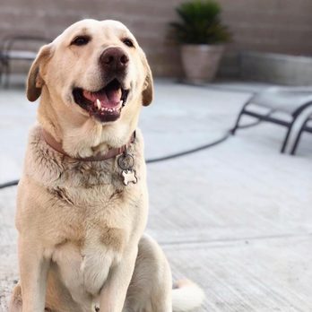 inland valley emergency pet hospital