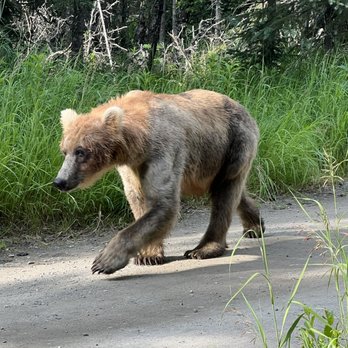 Emerald Air Service - Young bear on the path at Brooks Camp. - Aerial Tours Near Me - Homer, Alaska Emerald Air Service - Young bear on the path at Brooks Camp. - Aerial Tours Near Me - Homer, Alaska
