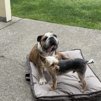 Tanasbourne Veterinary Emergency - Benson and Teddy - Veterinarians Near Me - Beaverton, Oregon