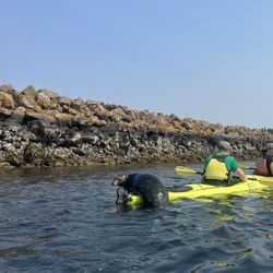 Ballard Kayak - Hitchhikers of the sea!