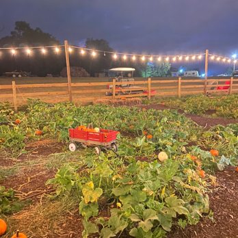 Steed's Dairy - Pumpkin patch - Venues & Event Spaces Near Me - Grovetown, Georgia Steed's Dairy - Pumpkin patch - Venues & Event Spaces Near Me - Grovetown, Georgia