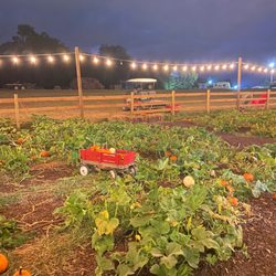 Steed's Dairy - Pumpkin patch