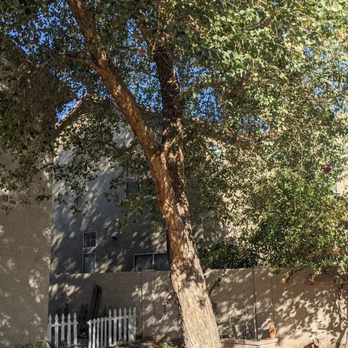 Arizona Tree Team | Phoenix Tree Removal | Trimming - This is the before. They cleaned this one up really well. - A mature tree with a thick trunk and lush green leaves is situated in a backyard, casting shadows on the grass and surrounding plants. - Tree Services Near Me - Phoenix, Arizona