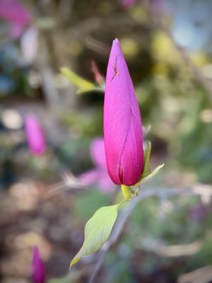 The Huntington Admission and Membership by null