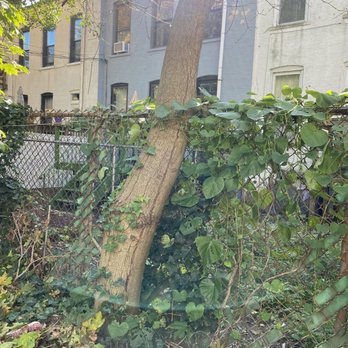 Family Tree Service - Very dead tree, and skin start peeling off. - Tree Services Near Me - Staten Island, New York