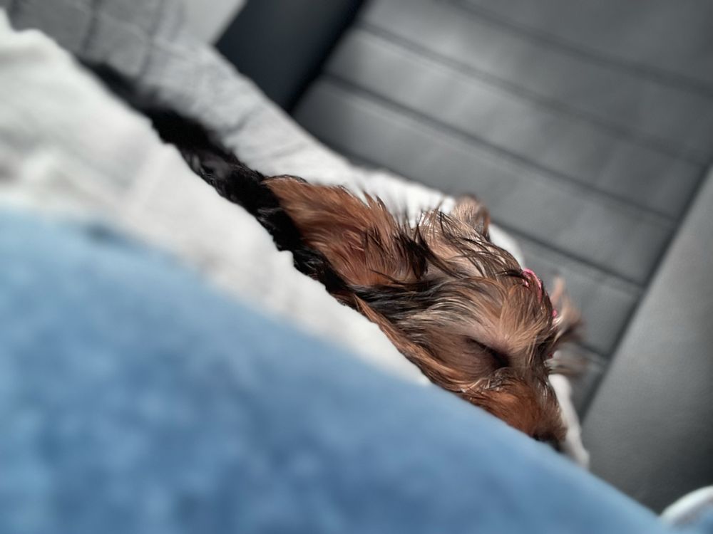 Forever Love Puppies Pembroke Pines Image