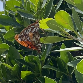 Thumbs Up Pest & Termite Control - Butterflies - Pest Control Near Me - Duarte, California Thumbs Up Pest & Termite Control - Butterflies - Pest Control Near Me - Duarte, California