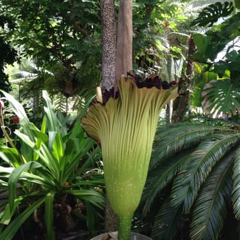 Indiana University - Corpse flower at Jordan Hall - Colleges & Universities Near Me - Bloomington, Indiana Indiana University - Corpse flower at Jordan Hall - Colleges & Universities Near Me - Bloomington, Indiana