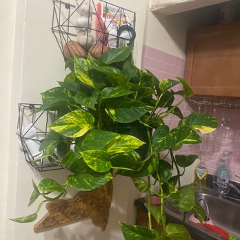 Elegant Flowers - My pothos look how pretty - Home & Garden Near Me - New York, New York Elegant Flowers - My pothos look how pretty - Home & Garden Near Me - New York, New York