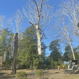 Removed 120' dead oak tree