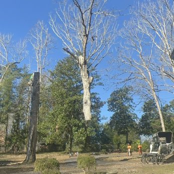 Molina's Tree Service - Removed 120' dead oak tree - Tree Services Near Me