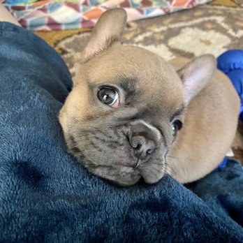 Mythic Bulldogs - Blue fawn French Bulldog - Pet Breeders Near Me Mythic Bulldogs - Blue fawn French Bulldog - Pet Breeders Near Me