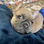 Photo of Mythic Bulldogs
