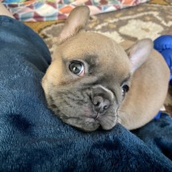 Mythic Bulldogs - Blue fawn French Bulldog