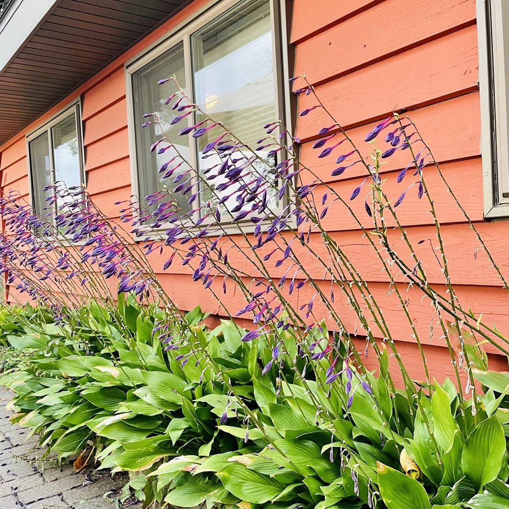 PJ's On The Lake - purple flowers in front of a house - Seafood Near Me - Avon, Minnesota PJ's On The Lake - purple flowers in front of a house - Seafood Near Me - Avon, Minnesota