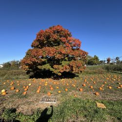 Heyser Farms