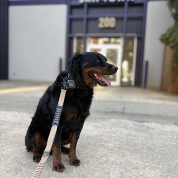 Skiptown - Pet Boarding Near Me - Atlanta, Georgia Skiptown - Pet Boarding Near Me - Atlanta, Georgia