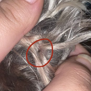 Yolo Canine Academy - His irritated paw pad with a thorn - Pet Training Near Me - Woodland, California Yolo Canine Academy - His irritated paw pad with a thorn - Pet Training Near Me - Woodland, California