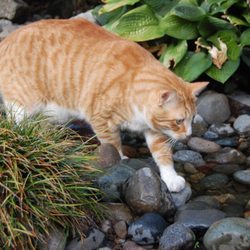 vca animal hospital federal way