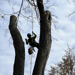 Made sure to protect the two raccooons in this removal, we lowered them down and they came running out!!