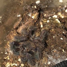 Dead tarantula Dead tarantula