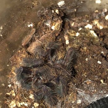 Great Lakes Reptiles - Dead tarantula - Pet Stores Near Me - Roseville, Michigan Great Lakes Reptiles - Dead tarantula - Pet Stores Near Me - Roseville, Michigan