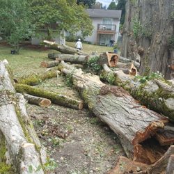 All Seasons Tree Service