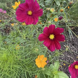 Pizza on the Farm - Beautiful plantings around the farm
