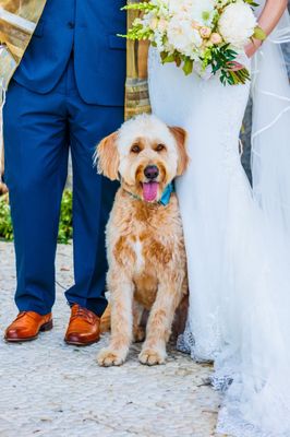 TORRANCE DOG GROOMING & TRAINING - Updated June 2024 - 177 Photos & 84