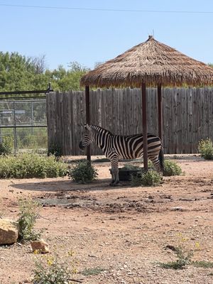 Abilene Zoo by null
