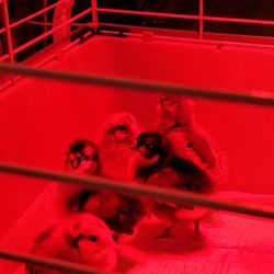 Higby's Country Feed - Baby chicks