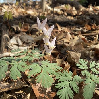 Wood Rill State Natural Area - Dutchman's Breeches - Parks Near Me - Wayzata, Minnesota Wood Rill State Natural Area - Dutchman's Breeches - Parks Near Me - Wayzata, Minnesota