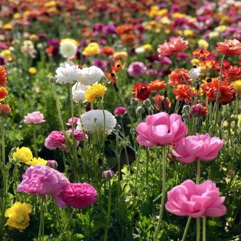 The Flower Fields - Venues & Event Spaces Near Me - Carlsbad, California The Flower Fields - Venues & Event Spaces Near Me - Carlsbad, California