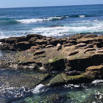 La Jolla Cove - More sea lions - Parks Near Me - La Jolla, California La Jolla Cove - More sea lions - Parks Near Me - La Jolla, California