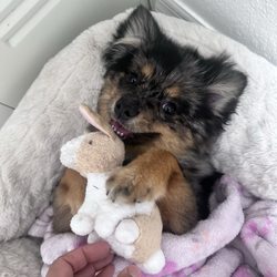 Happy Tails Pet Clinic - My pomeranian dog Muńeca with her bunny.