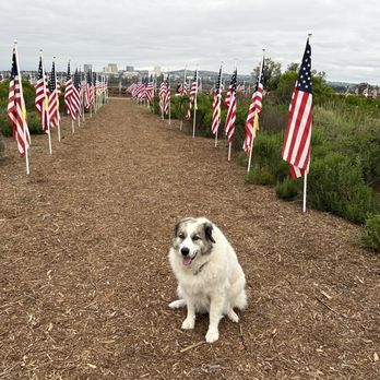 Beach Paws Pet Salon - Pet Groomers Near Me - Newport Beach , California